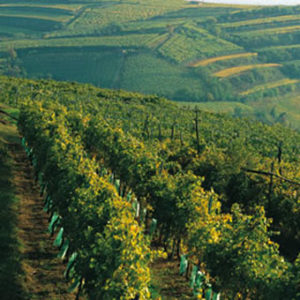 vitigni in Veneto